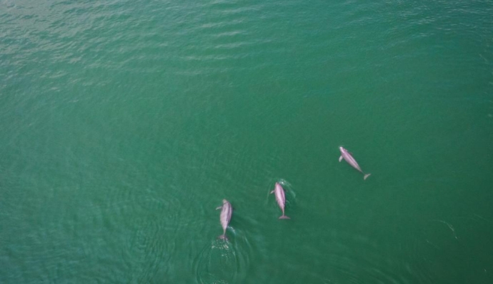 Yangtze Finless Porpoises under Well Protection with Improved Ecological Environment