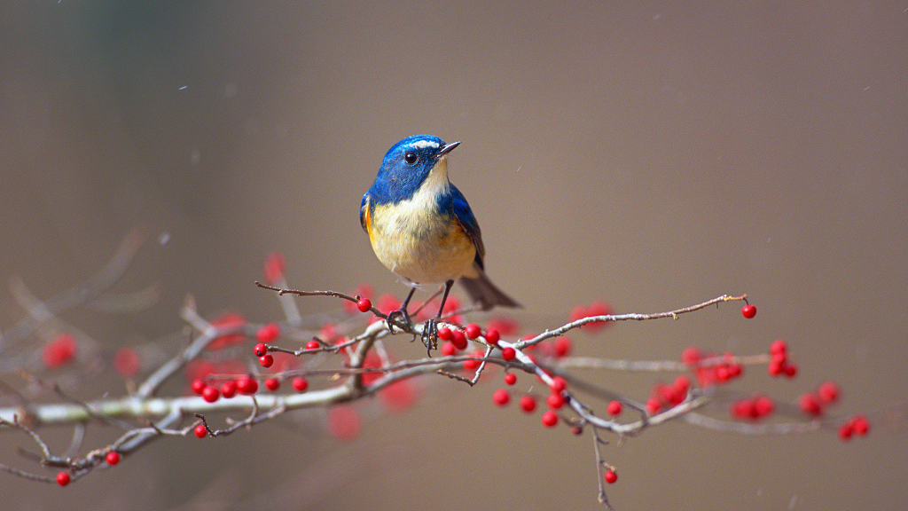 Red Fruits Exhibit Lower Color Diversity Than Red Flowers for Birds: Study