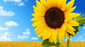 Sunflower Extract Fights Fungi to Keep Blueberries Fresh