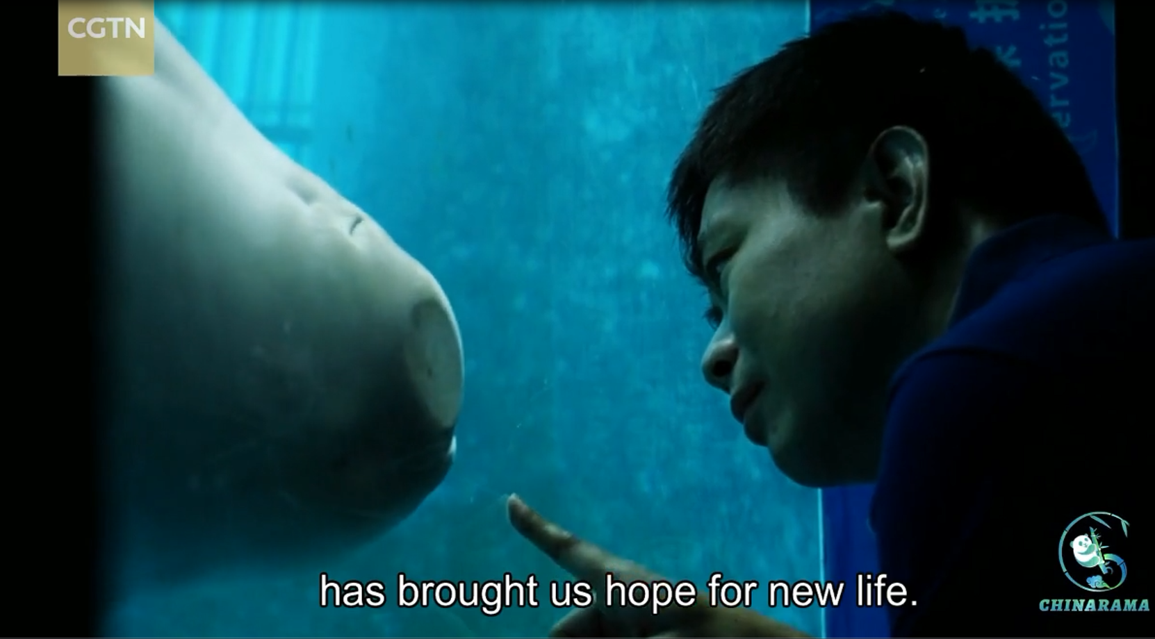 Decades of Efforts Redeemed in Saving Yangtze Finless Porpoises