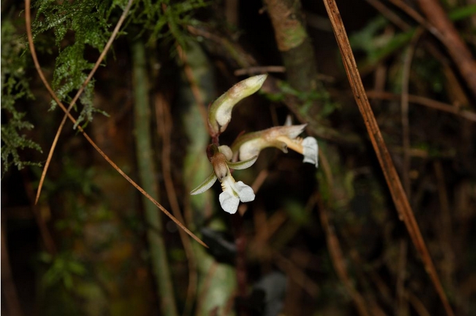 New Species of Orchid Found in Xizang