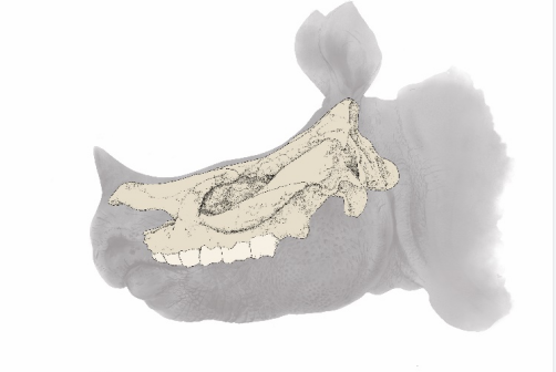 Scientists Discover 14 Million-year-old Rhinoceros Fossil in East Asia