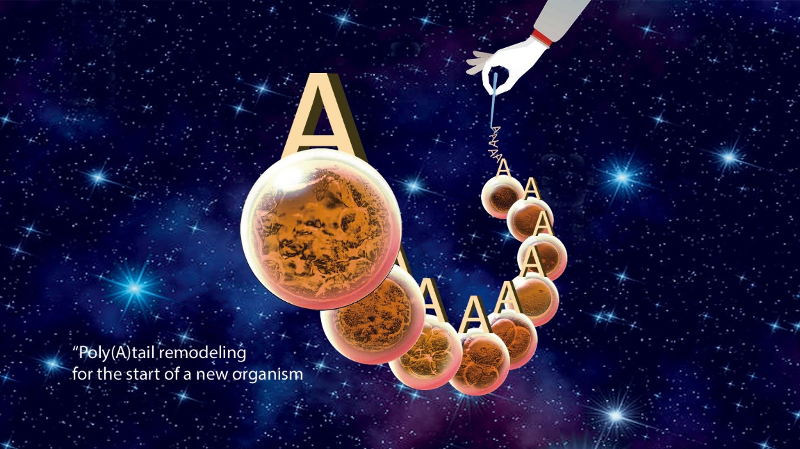 Poly(A)-tail-mediated Remodeling of Maternal mRNA Controls Start of Life