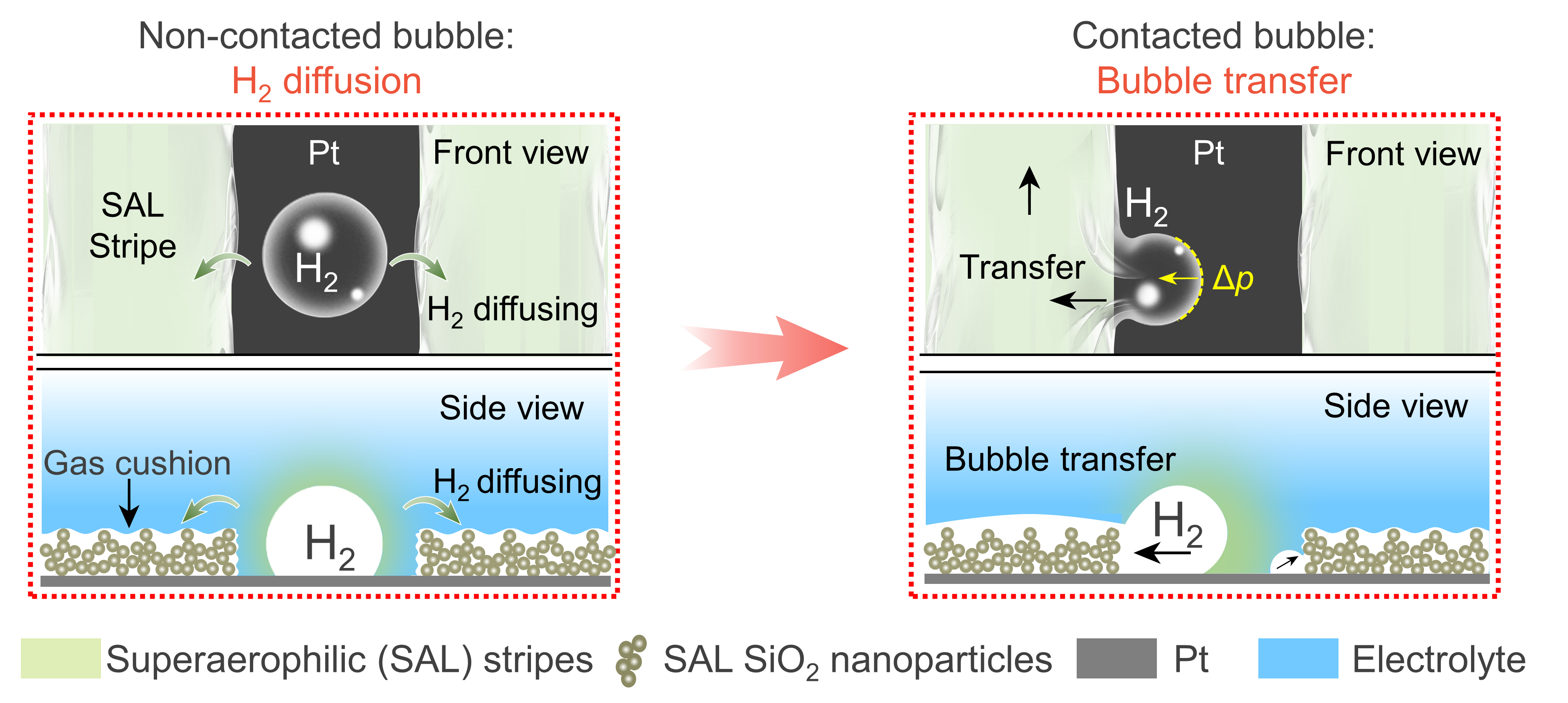 Better Hydrogen Transfer Brings Better Hydrogen Evolution Reaction Performance