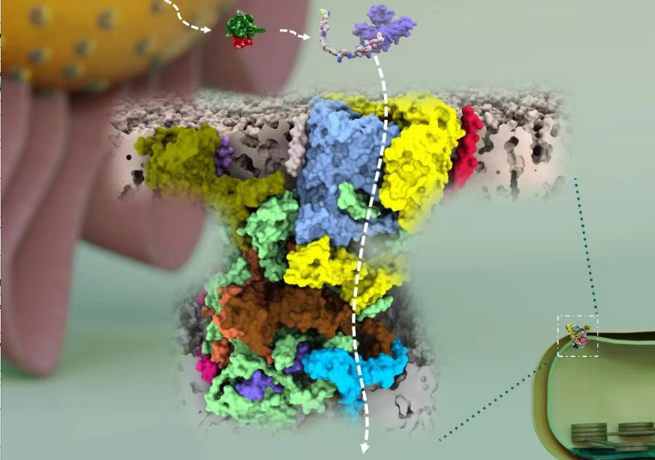 Researchers Elucidate Structure of Enigmatic Chloroplast Protein Transport Machinery
