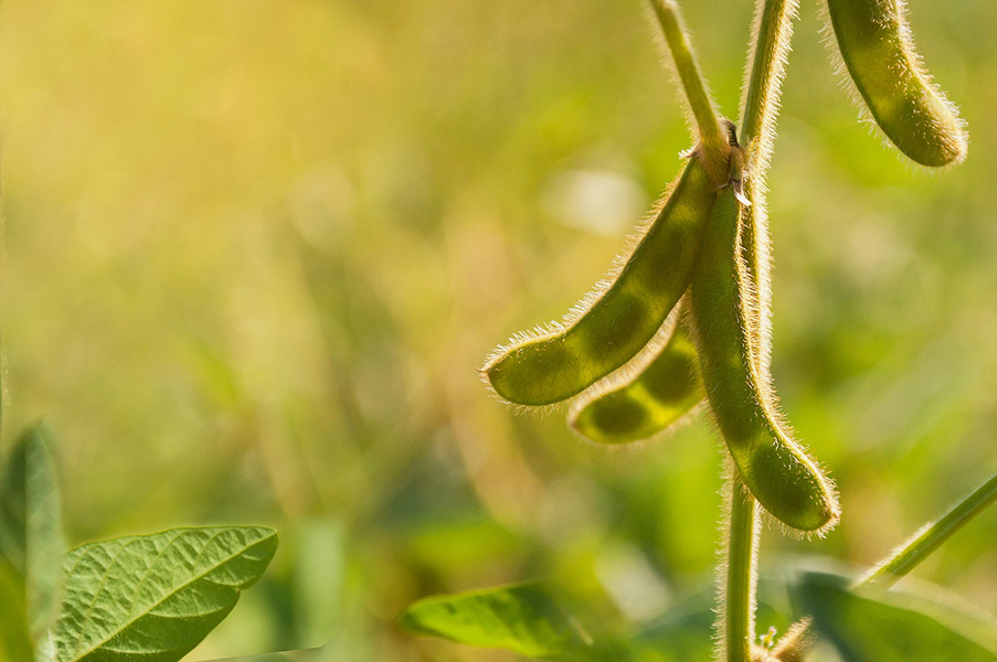 Researchers Construct Pan-3D Genome of Soybean