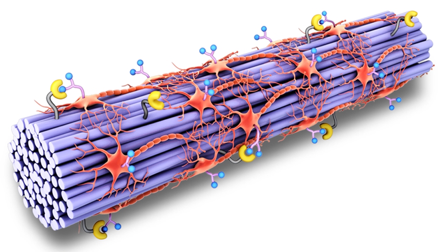 Researchers Engineer Spinal Cord-like Tissue with Drug-guiding Function for Spinal Cord Injury Repair