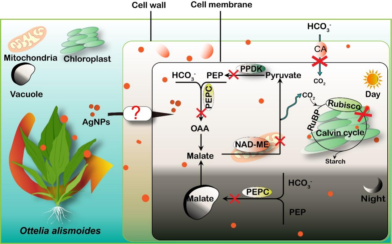 Study Elucidates Effects of Silver Nanoparticles on Inorganic Carbon Utilization of Submerged Macrophytes