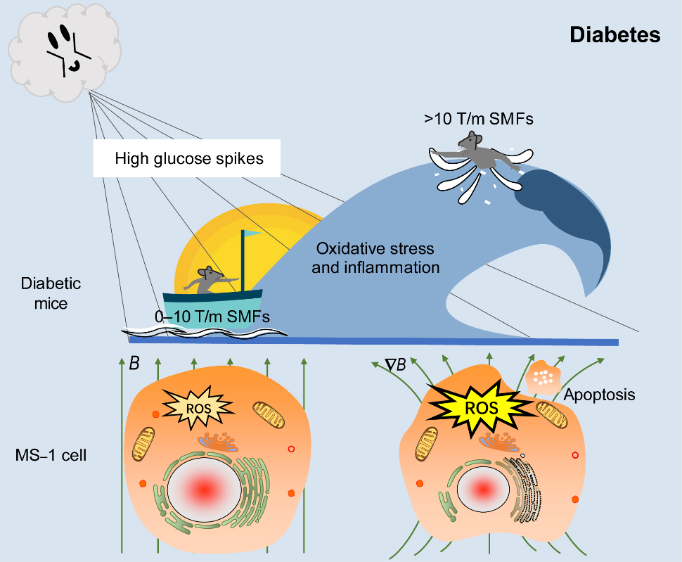 Studies Reveal Biosafety Effects of Moderate and High Static Magnetic Fields