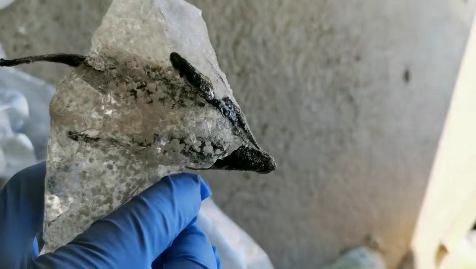 Researchers Reveal Molecular Mechanism of Freeze Tolerance Adaptation in Amur Sleeper