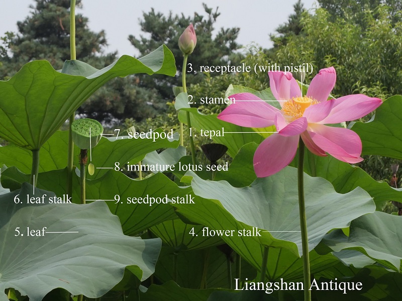Chinese Antique Lotus: Not Just An Ornamental Plant
