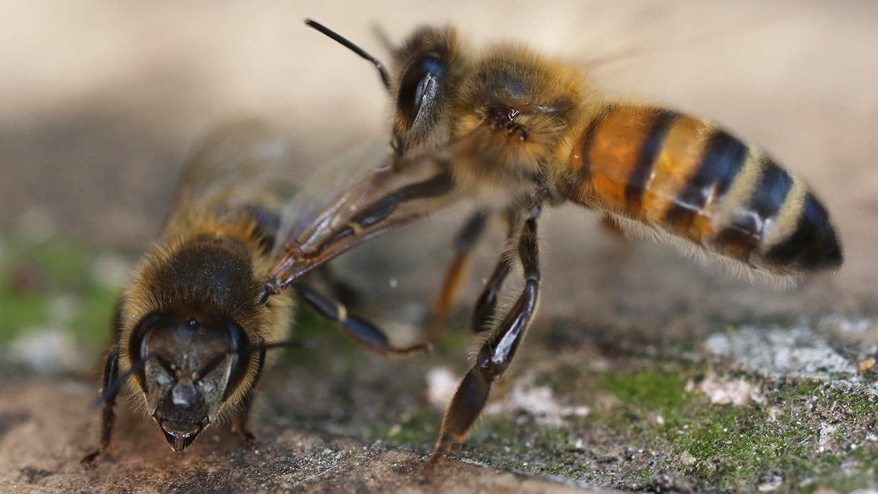 Study Reveals How Honeybees Recognize Dead Mates