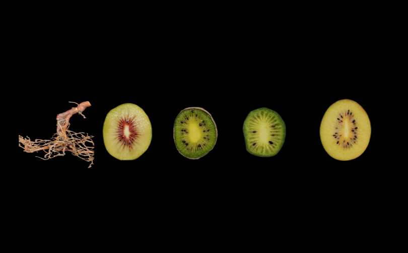 Study Elucidates Metabolomic Differences between Kiwifruit Root and Fruit
