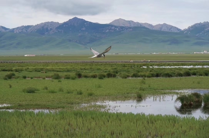 Global Warming Undermines Greenhouse Gas Sink Function of Pristine Wetlands