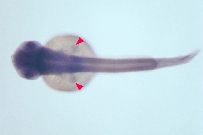 Enlarged Fins Enable Tibetan Catfish to Adapt to High Plateau
