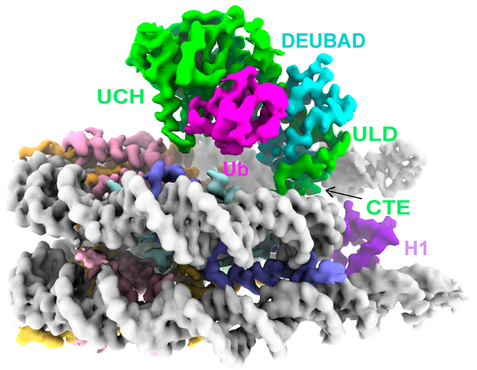 Study Unravels How Polycomb Repressive Deubiquitinase Specifically Removes H2AK119 Ubiquitination on Nucleosome