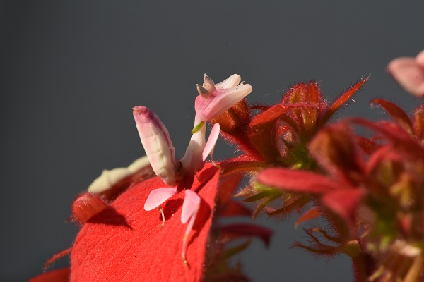 How Does Orchid Mantis Adapt and Evolve?