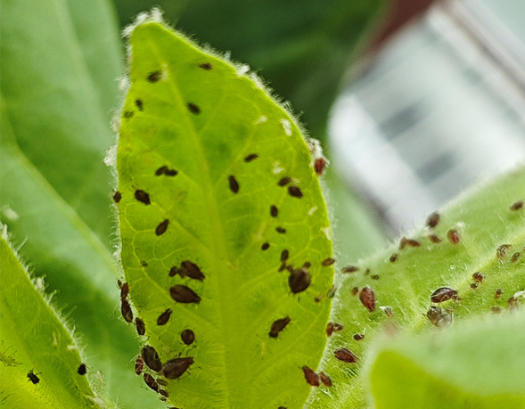 Aphid Salivary Protein Promotes Virus Infection in Plants