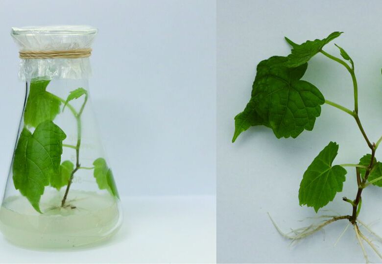 Ethylene Transcriptionally Regulates Cold Stress in Grapevine Leaves