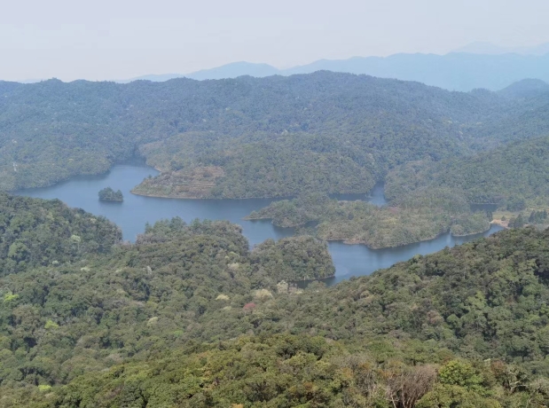 How Is Plant Fitness Promoted under Nitrogen Deposition?