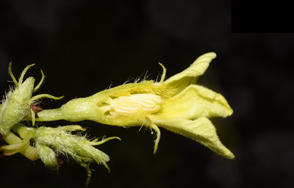 Researchers Report Floristic Plant Composition Inventory of Mt Elgon, East Africa