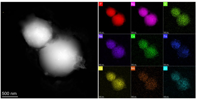 Lysosome-related Organelles Identified from <EM>Chlamydomonas reinhardtii</EM> in Response to Environmental Changes