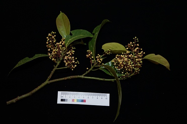 New Tree Species of Lauraceae Family Found in Yunnan