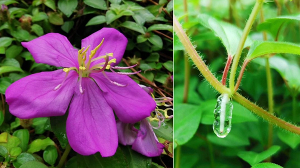 Aerial Root Mucilage of Heterotis rotundifolia Fixes Atmospheric Nitrogen to Support Plant Growth