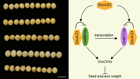Researchers Reveal Novel Module that Influences Soybean Seed Traits
