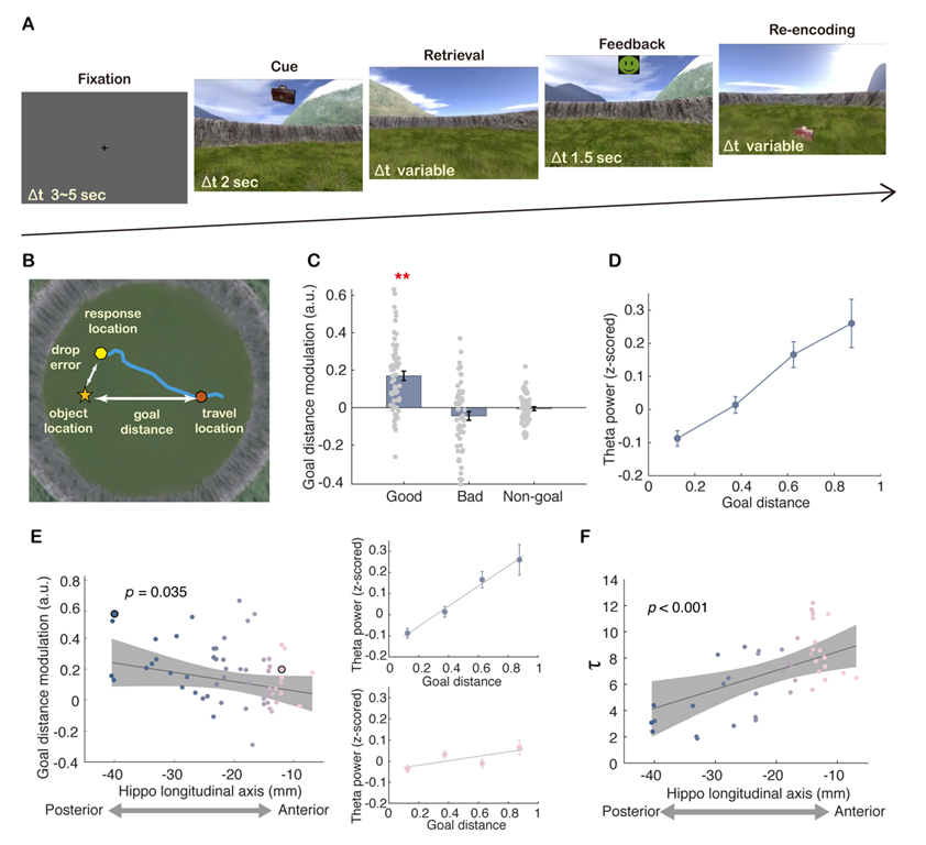 Human Hippocampus Theta Oscillations Code Goal Distance During Spatial Navigation