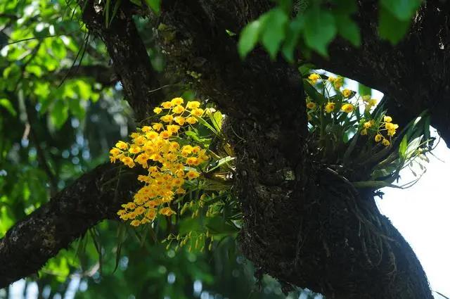 Study Sheds Light on Symbiont Relationship between Orchids and Fungi