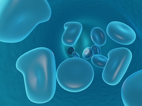 Complex Biological Behaviors: How Multiple Oscillators Interact in Live Cells