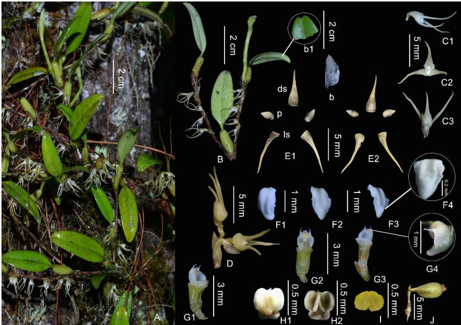 New Orchid Species Found in Tibet