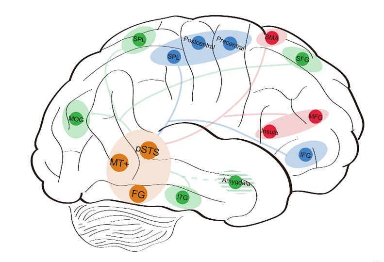 Researchers Discover Distributed and Hierarchical Brain Network Underlying Neural Representations of Multidimensional Biological Motion Attributes
