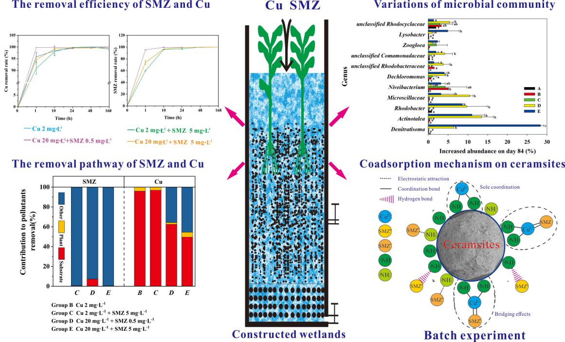 Study Elucidates Mechanisms of Interaction and Removal of Coexisting Contaminants in Wetlands