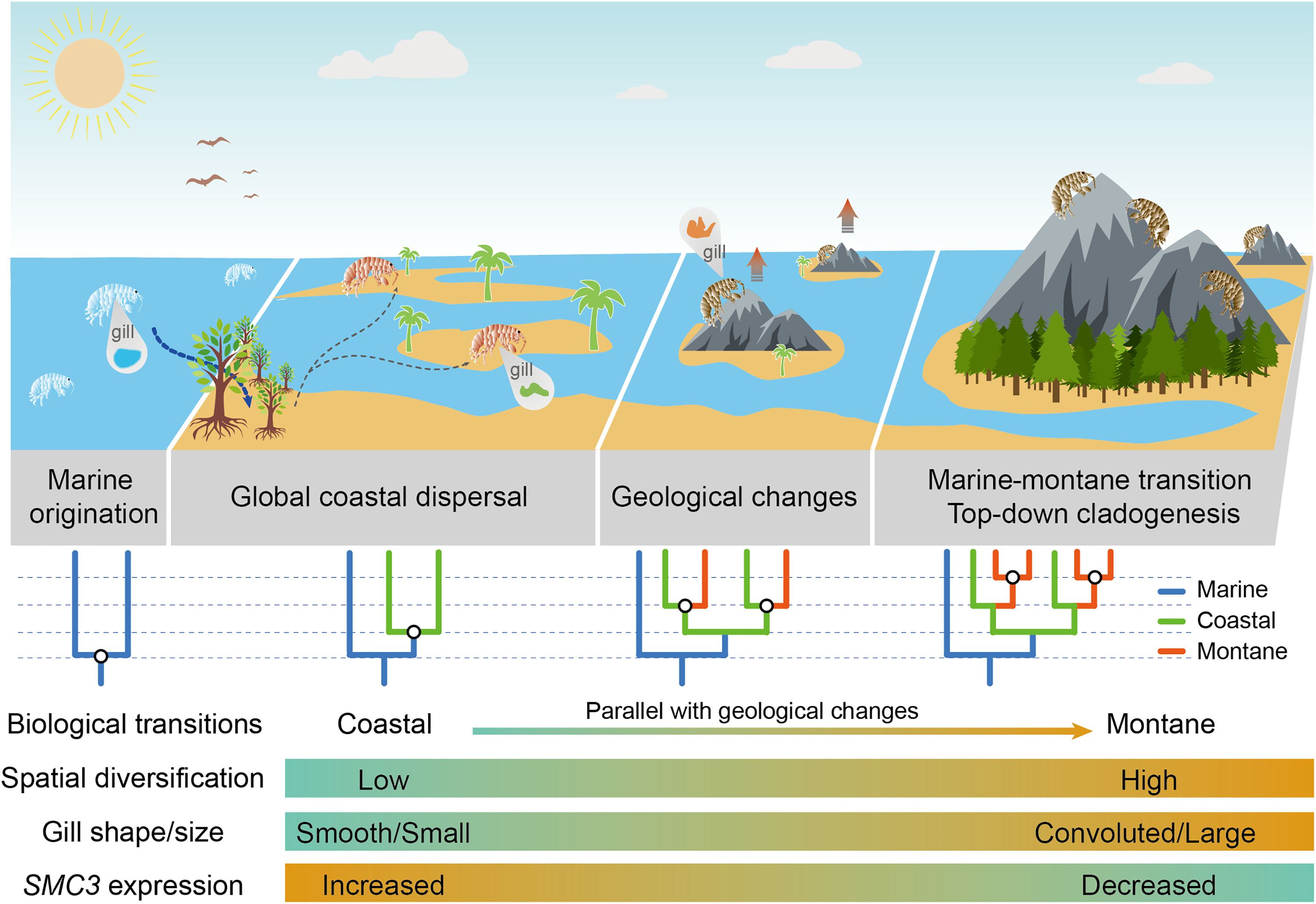 From Sea to Mountain: Legend of a Terrestrial Crustacean
