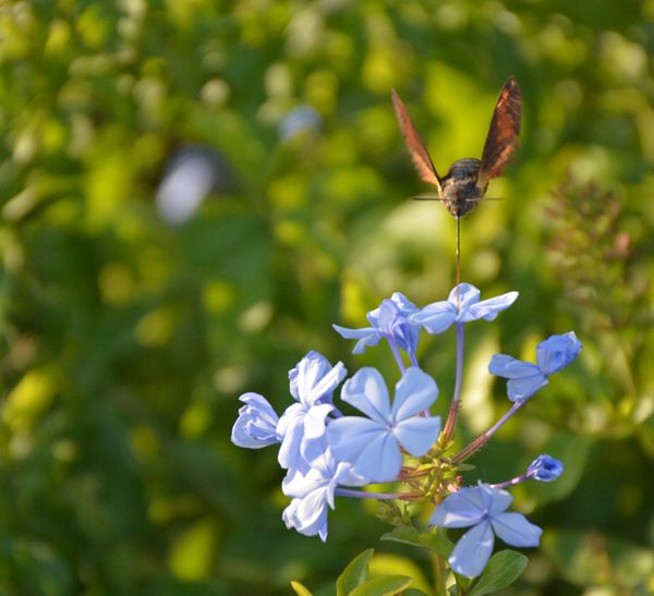 Global Analysis on Pollinators in Cities: Butterflies and Wild Bees are at Particular Risk