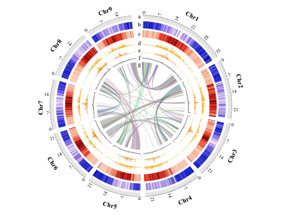Researchers Provide First Chromosome-level Genome Assembly in Murraya Plants