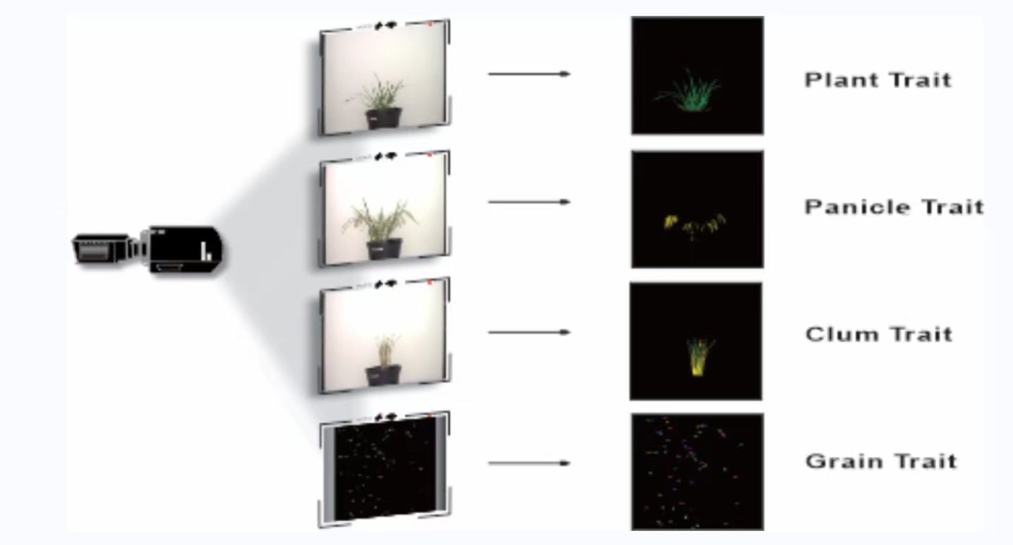 Researchers Develop New Strategy for Acquisition and Analysis of Image-based Phenome in Rice