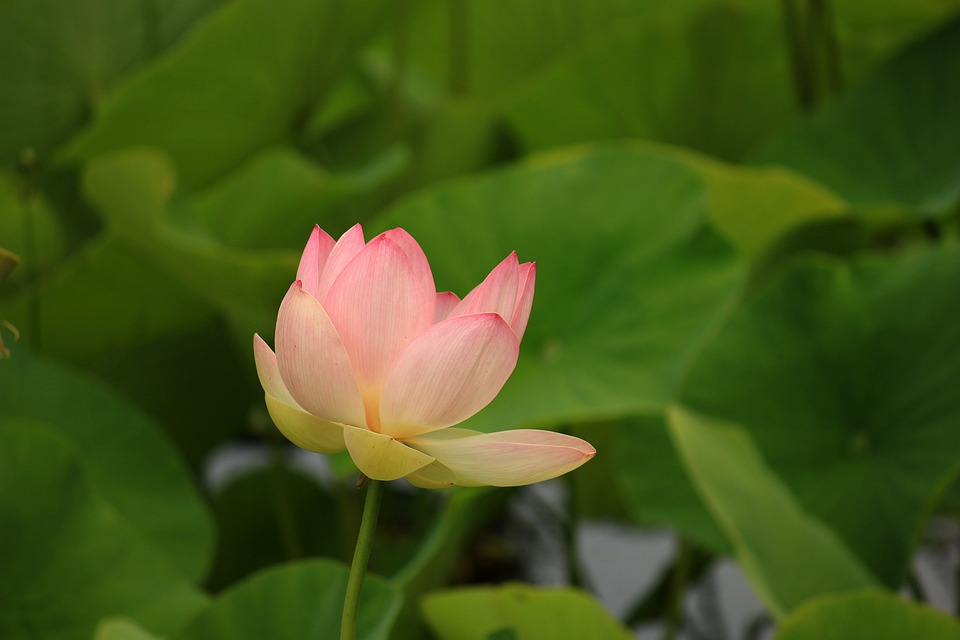 An 80 kb Presence/Absence Variant of<EM> NnMYB5</EM> Controls Petal Color in Lotus
