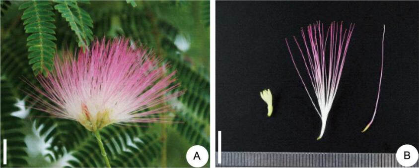 Researchers Investigate Floral Development of Two Legume plants