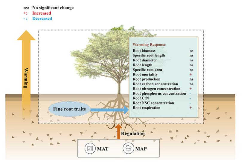 Meta-analysis Elucidates How Fine-root Functional Traits Respond to Experimental Warming in Woody Plants