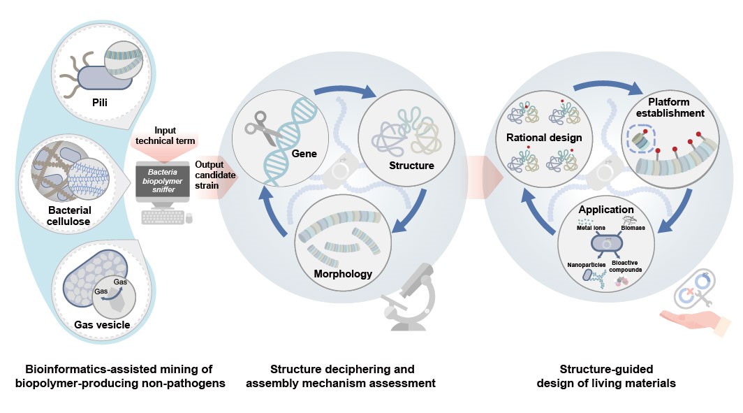 Integrated Technological Workflow Accelerates Design of Engineered Living Materials