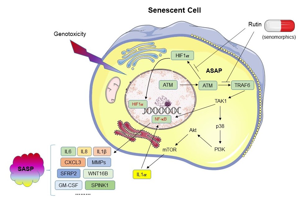 Novel Senomorphic Agent of Natural Origin Found to Target Aging
