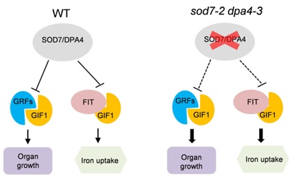 Scientists Reveal Molecular Link between Plant Organ Size Control and Iron Uptake