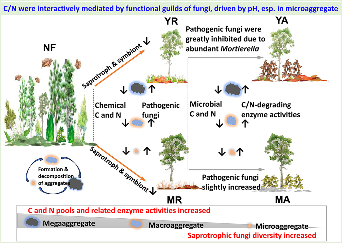 Study Provides Insight to Early Establishment of Agroforestry Systems in Tropical Areas