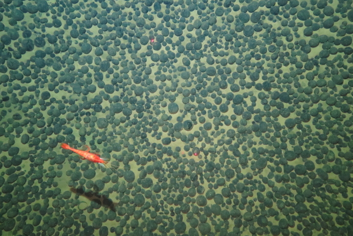 Study Reveals Metabolic Capacities of Microorganisms in Ferromanganese Nodule Sediments