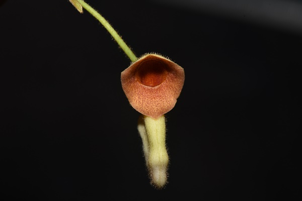 New Aristolochiaceae Species Found in Yunnan, China