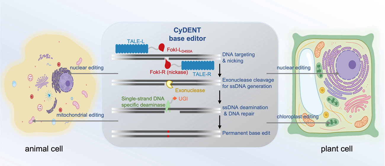 Scientists Develop Novel Base Editors