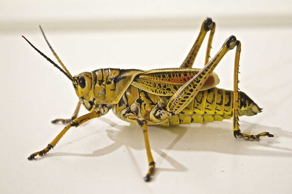 Gregarious Locusts Wear Contrasting Black-brown 'Clothes' to Warn Predators